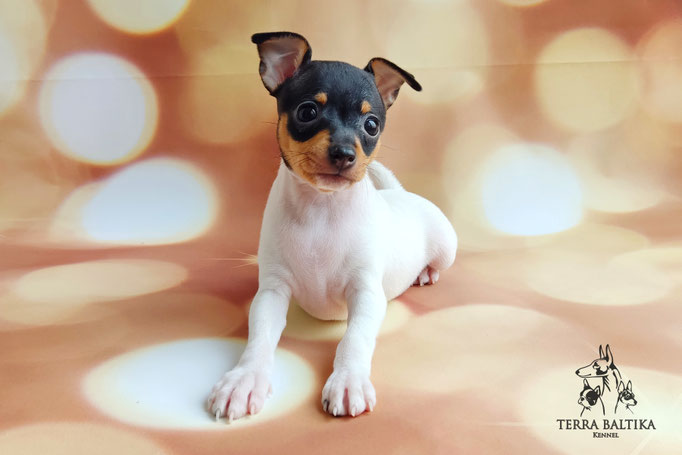 Той-фокстерьер, той-фокс, амертой, тфт, американский той-фокстерьер, Toy fox Terrier