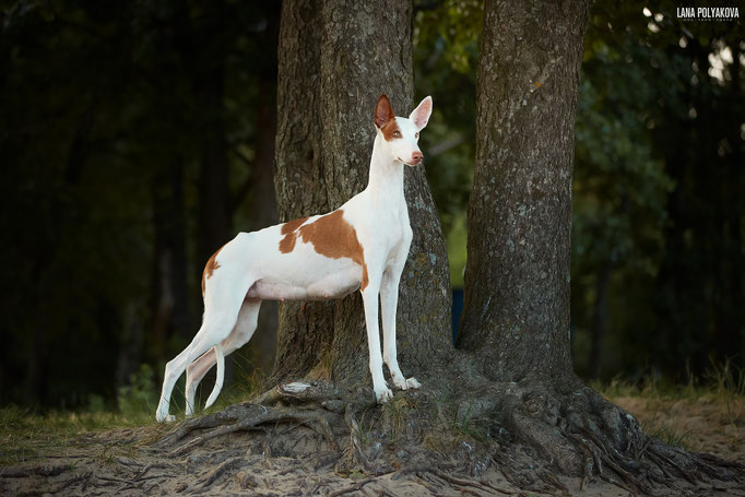 поденко ибиценко, ибицкая борзая, ивисская борзая, ибизан, ibizan hound, поденко, щенки поденко, купить щенка поденко ибиценко, питомник поденко ибиценко, щенки ибицкой борзой, ibizan hound puppies