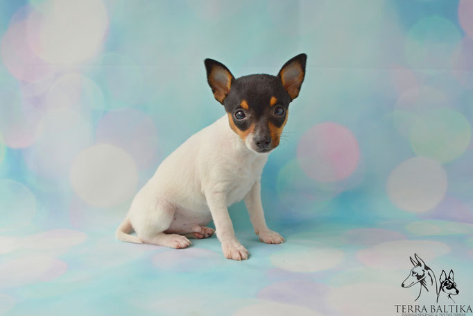 #тойфокстерьер #амертой #террабалтика #toyfoxterrier #terrabaltika #puppies #kennel