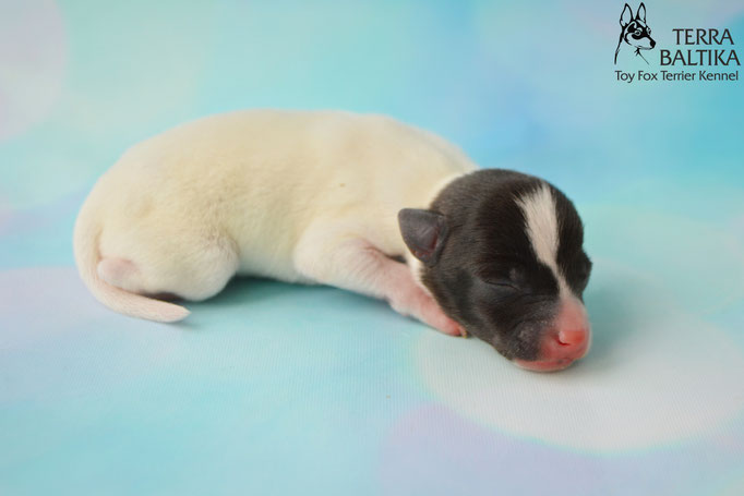 #тойфокстерьер #амертой #террабалтика #toyfoxterrier #terrabaltika #puppies #kennel