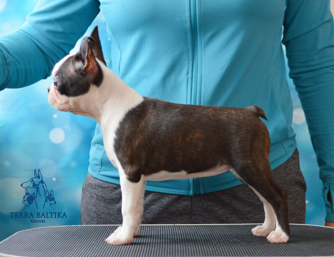 бостон терьер, бостонский терьер, boston terrier, бостон, щенки бостона, питомник бостонов