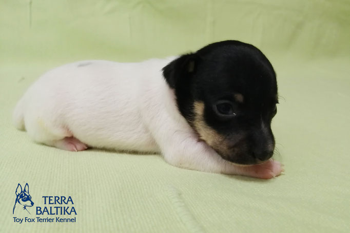 #тойфокстерьер #амертой #террабалтика #toyfoxterrier #terrabaltika #puppies #kennel #маленькаясобака #минипорода #маленькаяпородасобак #собачканамаленькихножках #американскийтойфокстерьер #тойфокс #americantoyfoxterrier
