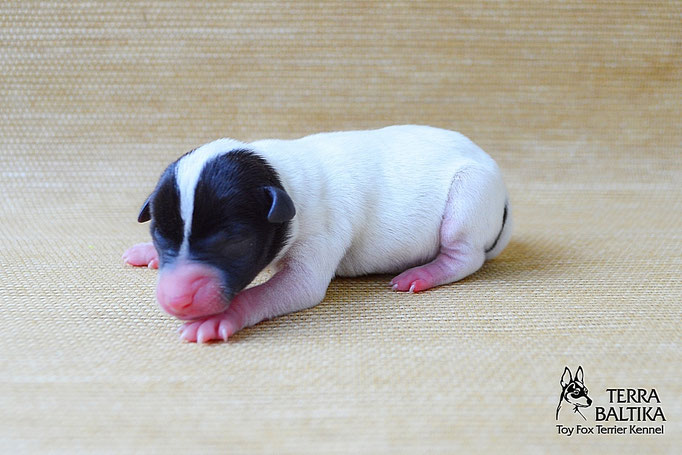 #тойфокстерьер #амертой #террабалтика #toyfoxterrier #terrabaltika #puppies #kennel