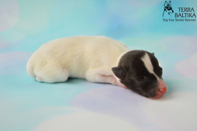 #тойфокстерьер #амертой #террабалтика #toyfoxterrier #terrabaltika #puppies #kennel