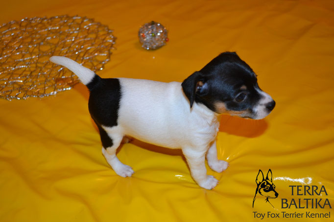 #тойфокстерьер #амертой #террабалтика #toyfoxterrier #terrabaltika #puppies #kennel