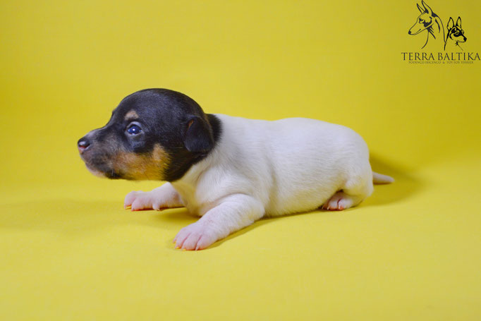 #тойфокстерьер #амертой #террабалтика #toyfoxterrier #terrabaltika #puppies #kennel