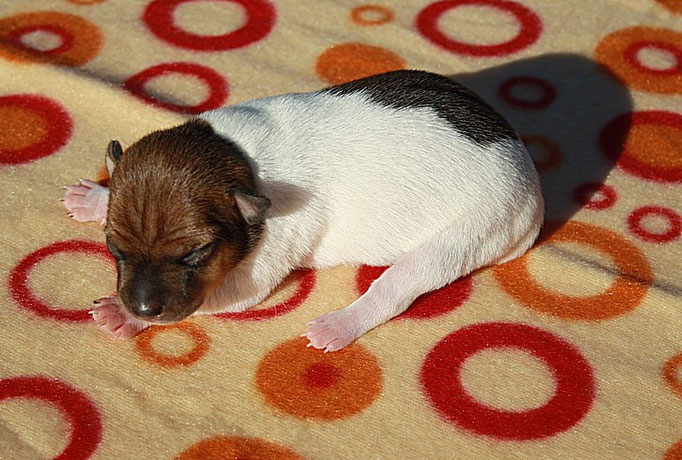 #тойфокстерьер #амертой #террабалтика #toyfoxterrier #terrabaltika #puppies #kennel