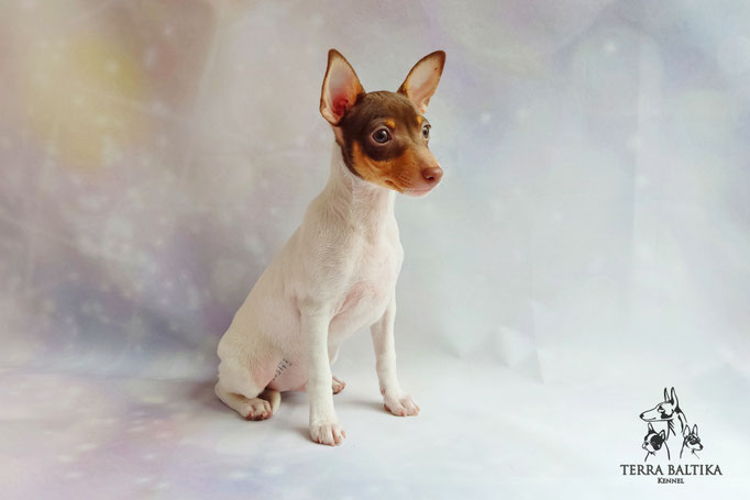 Той-фокстерьер, амертой, той-фокс, тфт, американский той-фокстерьер, Toy Fox Terrier, Terra Baltika, Терра Балтика, щенки той-фокстерьера, питомник той-фокстерьер