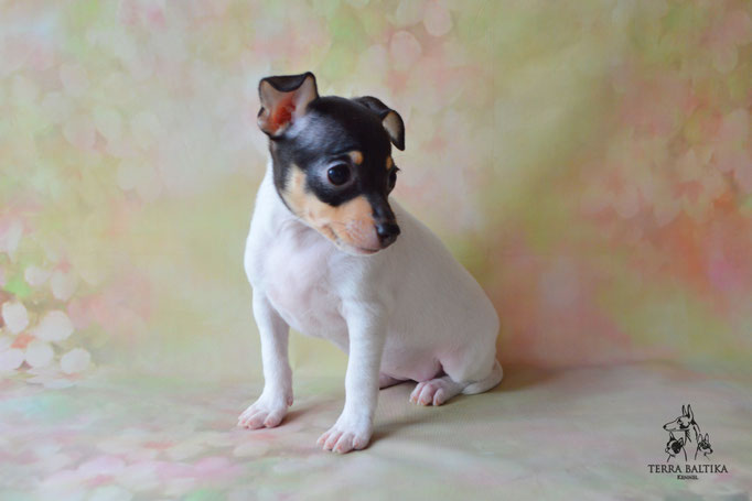 Той-фокстерьер, той-фокс, амертой, тфт, американский той-фокстерьер, Toy fox Terrier