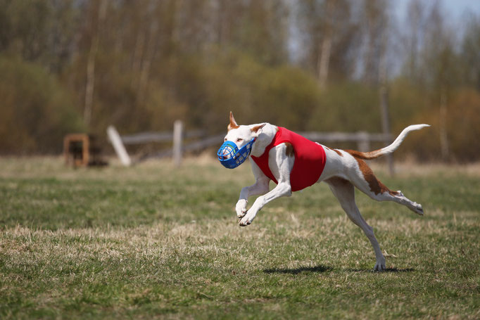 Поденко ибиценко, ибицкая борзая, ивисская борзая, ибизан, Podenco Ibicenco, Ibizan Hound, Terra Baltika, Терра Балтика