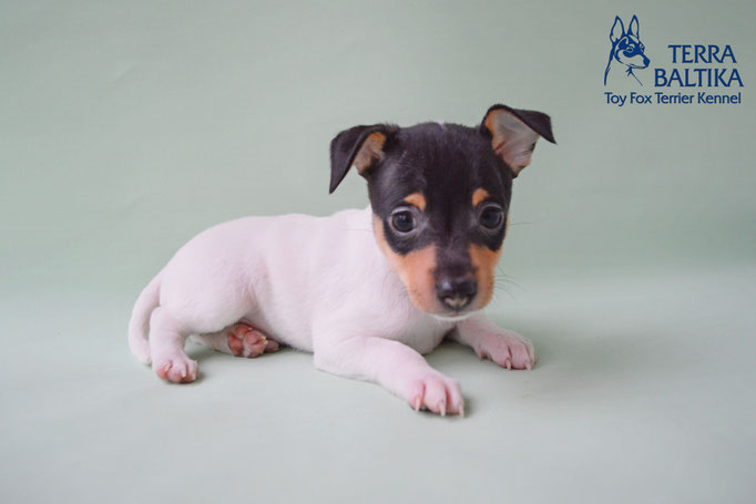 #тойфокстерьер #амертой #террабалтика #toyfoxterrier #terrabaltika #puppies #kennel #маленькаясобака #минипорода #маленькаяпородасобак #собачканамаленькихножках #американскийтойфокстерьер #тойфокс #americantoyfoxterrier