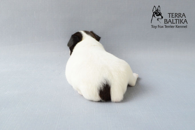 #тойфокстерьер #амертой #террабалтика #toyfoxterrier #terrabaltika #puppies #kennel
