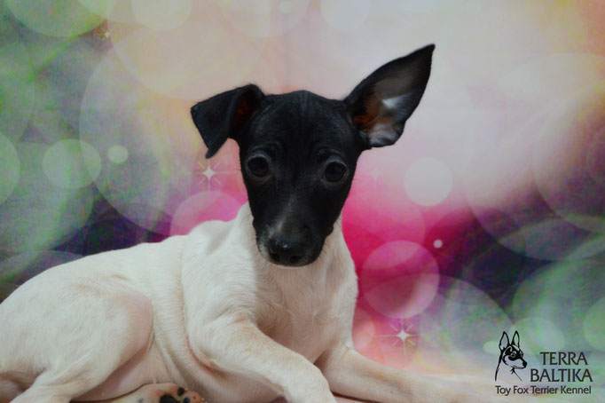#тойфокстерьер #амертой #террабалтика #toyfoxterrier #terrabaltika #puppies #kennel