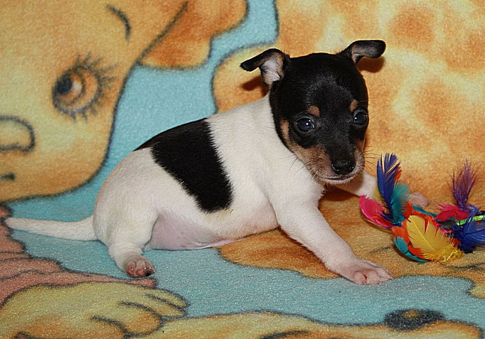 #тойфокстерьер #амертой #террабалтика #toyfoxterrier #terrabaltika #puppies #kennel