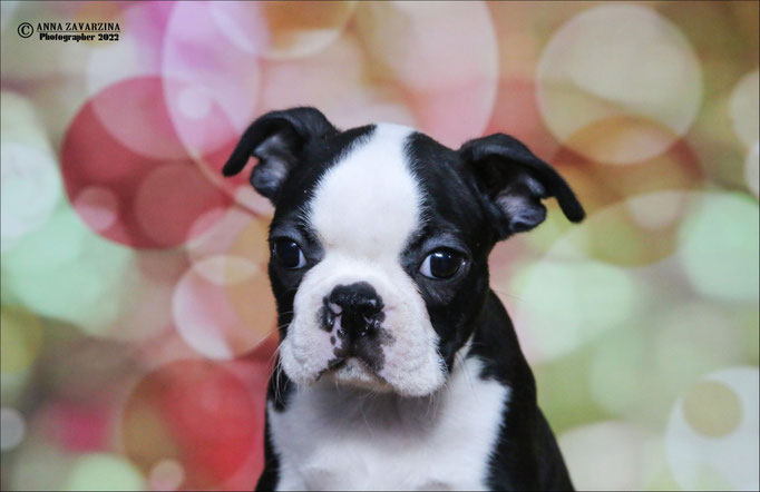 Бостон терьер, бостонский терьер, Boston terrier, щенки бостона, питомник бостон терьеров, Terra Baltika, Терра Балтика