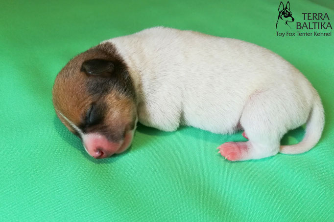 той-фокстерьер, той-фокс, амертой, американский той-фокстерьер, toy fox terrier, terra baltika, терра балтика