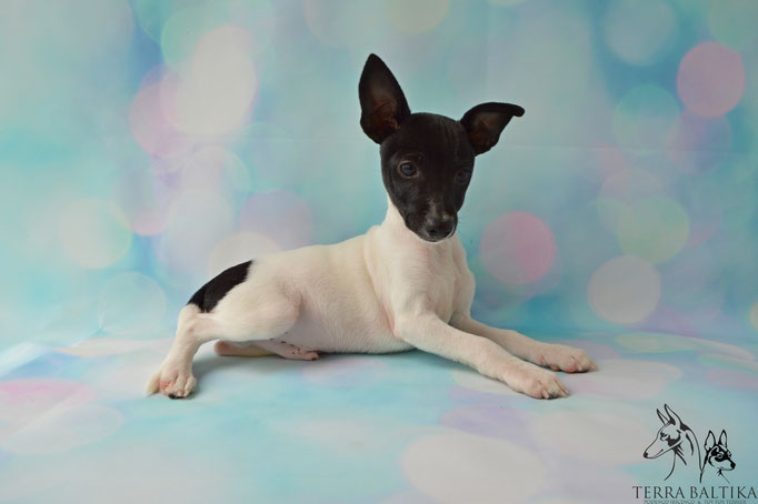 #тойфокстерьер #амертой #террабалтика #toyfoxterrier #terrabaltika #puppies #kennel