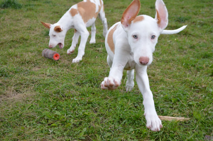 Поденко ибиценко, ибицкая борзая, ивисская борзая, ибизан, Podenco Ibicenco, Ibizan Hound, Terra Baltika, Терра Балтика