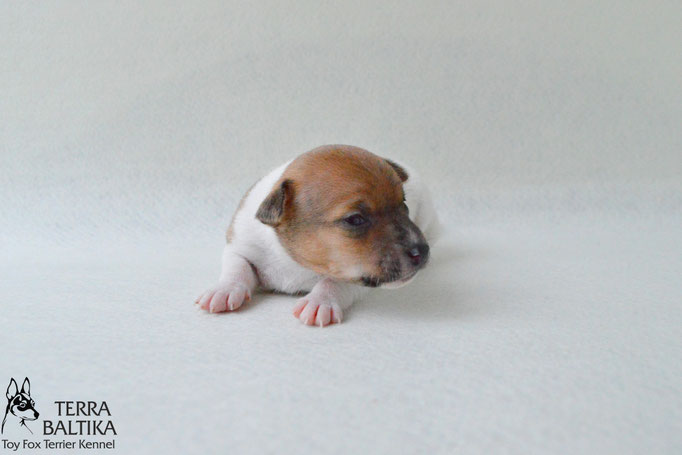 #тойфокстерьер #амертой #террабалтика #toyfoxterrier #terrabaltika #puppies #kennel #маленькаясобака #минипорода #маленькаяпородасобак #собачканамаленькихножках #американскийтойфокстерьер #тойфокс #americantoyfoxterrier