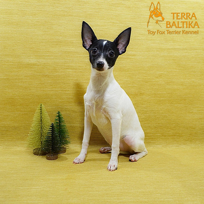 #тойфокстерьер #амертой #террабалтика #toyfoxterrier #terrabaltika #puppies #kennel