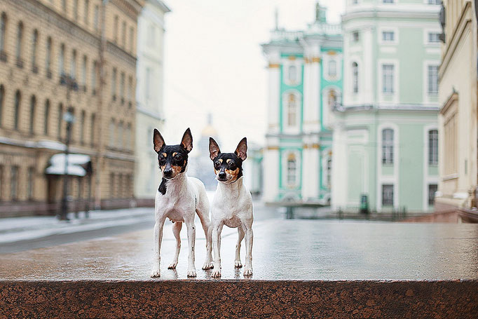 #тойфокстерьер #амертой #террабалтика #toyfoxterrier #terrabaltika #puppies #kennel