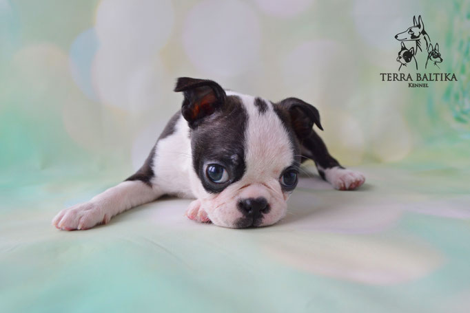 бостон терьер, бостонский терьер, boston terrier, бостон, щенки бостона, питомник бостонов