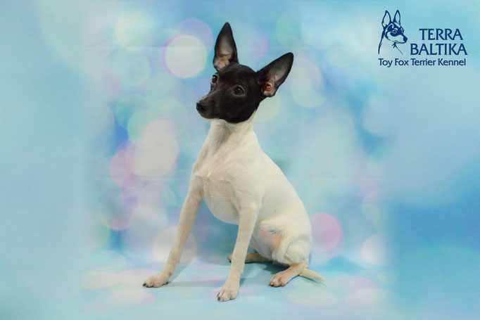 #тойфокстерьер #амертой #террабалтика #toyfoxterrier #terrabaltika #puppies #kennel