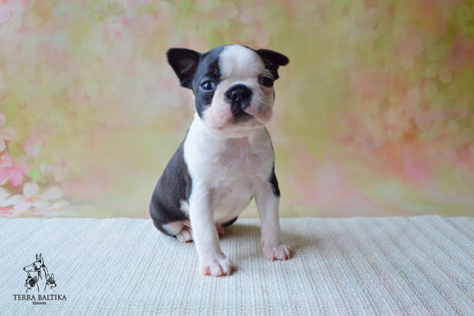 бостон терьер, бостонский терьер, boston terrier, бостон, щенки бостона, питомник бостонов