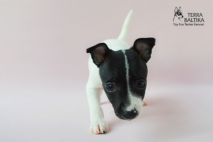 #тойфокстерьер #амертой #террабалтика #toyfoxterrier #terrabaltika #puppies #kennel