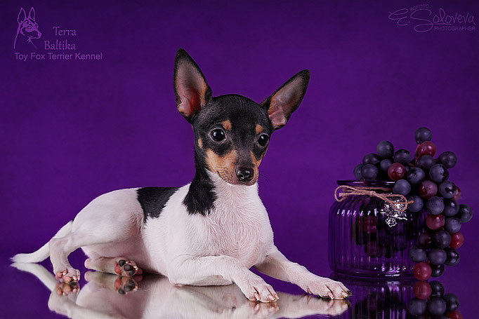 #тойфокстерьер #амертой #террабалтика #toyfoxterrier #terrabaltika #puppies #kennel