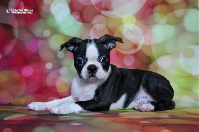 Бостон терьер, бостонский терьер, Boston terrier, щенки бостона, питомник бостон терьеров, Terra Baltika, Терра Балтика