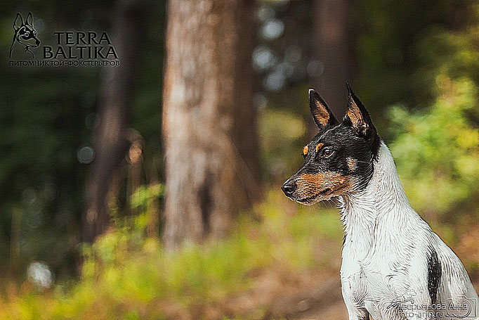 #тойфокстерьер #амертой #террабалтика #toyfoxterrier #terrabaltika #puppies #kennel