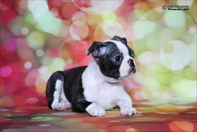 Бостон терьер, бостонский терьер, Boston terrier, щенки бостона, питомник бостон терьеров, Terra Baltika, Терра Балтика
