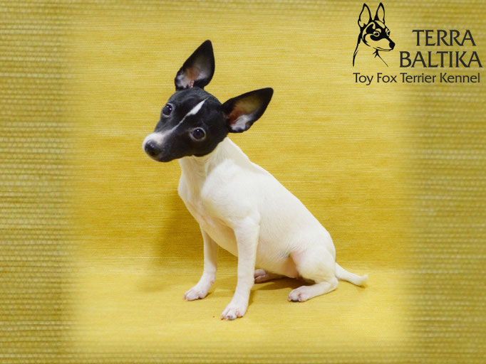 #тойфокстерьер #амертой #террабалтика #toyfoxterrier #terrabaltika #puppies #kennel