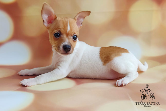 Той-фокстерьер, той-фокс, амертой, тфт, американский той-фокстерьер, Toy fox Terrier