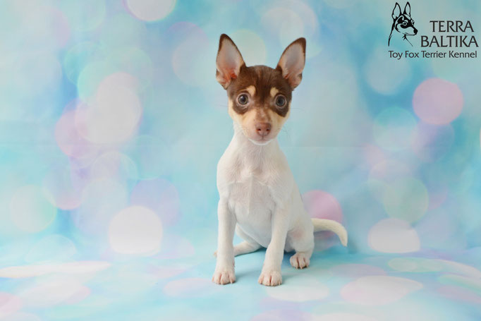 #тойфокстерьер #амертой #террабалтика #toyfoxterrier #terrabaltika #puppies #kennel