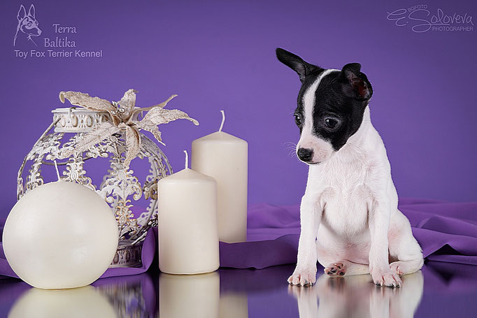#тойфокстерьер #амертой #террабалтика #toyfoxterrier #terrabaltika #puppies #kennel