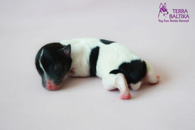 #тойфокстерьер #амертой #террабалтика #toyfoxterrier #terrabaltika #puppies #kennel