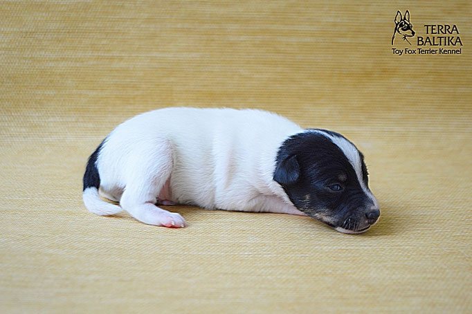 #тойфокстерьер #амертой #террабалтика #toyfoxterrier #terrabaltika #puppies #kennel