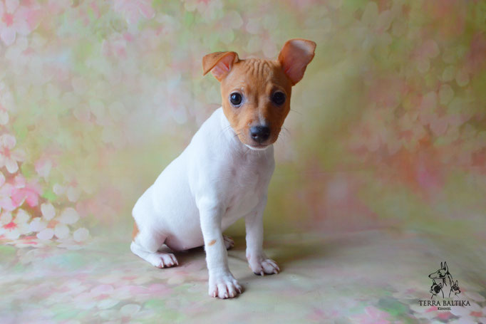 Той-фокстерьер, той-фокс, амертой, тфт, американский той-фокстерьер, Toy fox Terrier