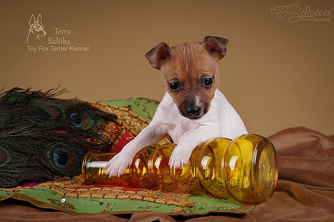 #тойфокстерьер #амертой #террабалтика #toyfoxterrier #terrabaltika #puppies #kennel
