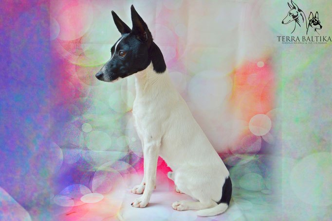 #тойфокстерьер #амертой #террабалтика #toyfoxterrier #terrabaltika #puppies #kennel