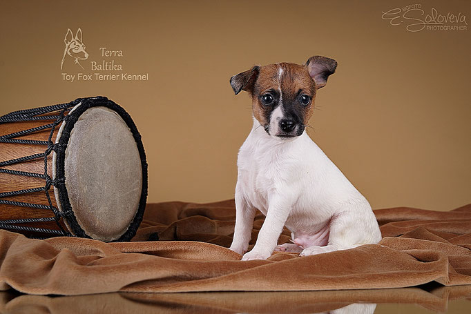 #тойфокстерьер #амертой #террабалтика #toyfoxterrier #terrabaltika #puppies #kennel