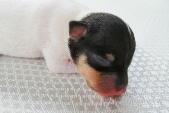 #тойфокстерьер #амертой #террабалтика #toyfoxterrier #terrabaltika #puppies #kennel #маленькаясобака #минипорода #маленькаяпородасобак #собачканамаленькихножках #американскийтойфокстерьер #тойфокс #americantoyfoxterrier