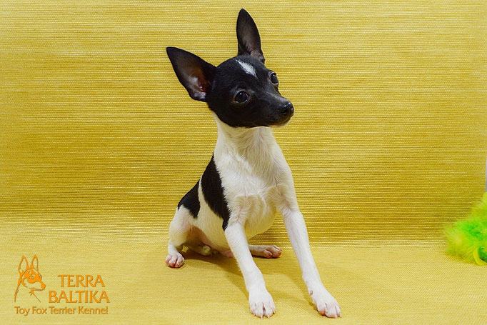 #тойфокстерьер #амертой #террабалтика #toyfoxterrier #terrabaltika #puppies #kennel