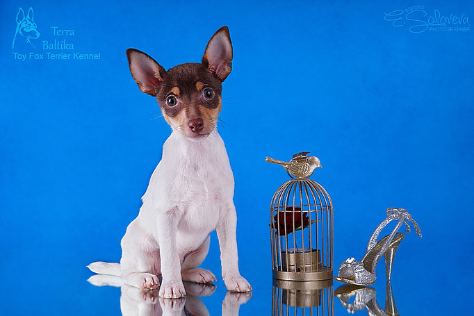 #тойфокстерьер #амертой #террабалтика #toyfoxterrier #terrabaltika #puppies #kennel