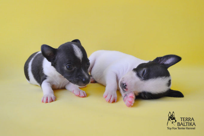 #тойфокстерьер #амертой #террабалтика #toyfoxterrier #terrabaltika #puppies #kennel