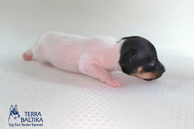 #тойфокстерьер #амертой #террабалтика #toyfoxterrier #terrabaltika #puppies #kennel #маленькаясобака #минипорода #маленькаяпородасобак #собачканамаленькихножках #американскийтойфокстерьер #тойфокс #americantoyfoxterrier