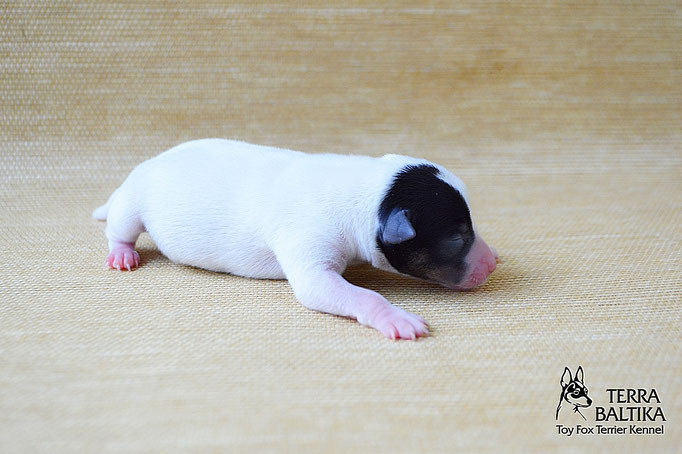 #тойфокстерьер #амертой #террабалтика #toyfoxterrier #terrabaltika #puppies #kennel