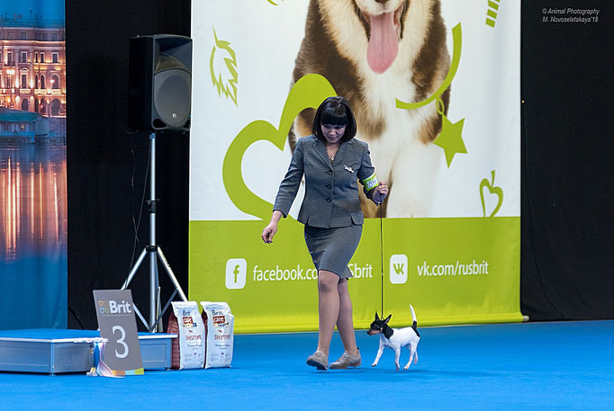 #тойфокстерьер #амертой #террабалтика #toyfoxterrier #terrabaltika #puppies #kennel